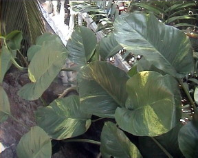 Trees